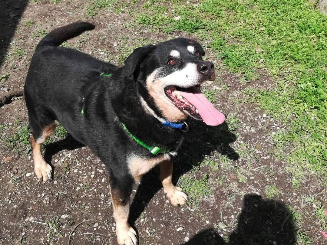 Adotta un cane, maschio, 11 anni  e 11 mesi , Caserta