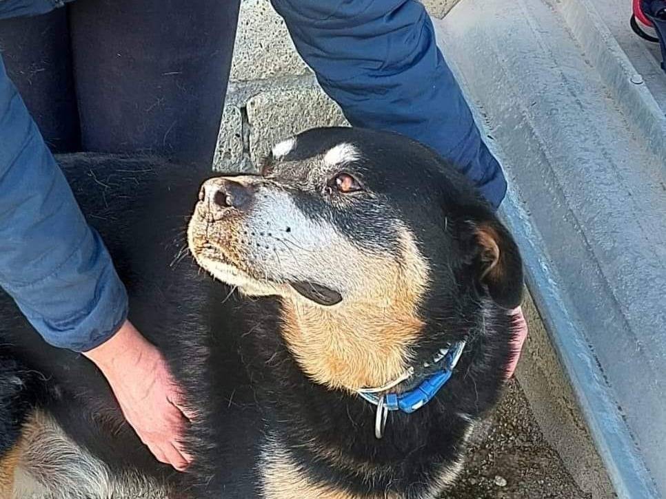 Adotta un cane, taglia gigante, maschio, Caserta