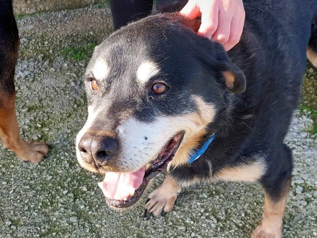 Vuoi adottare un cane a Caserta?