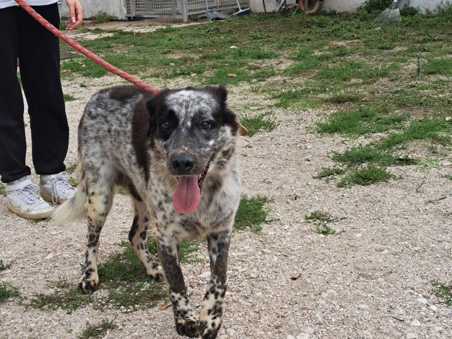 Adotta un cane, maschio, 11 anni  e 1 mese, Caserta