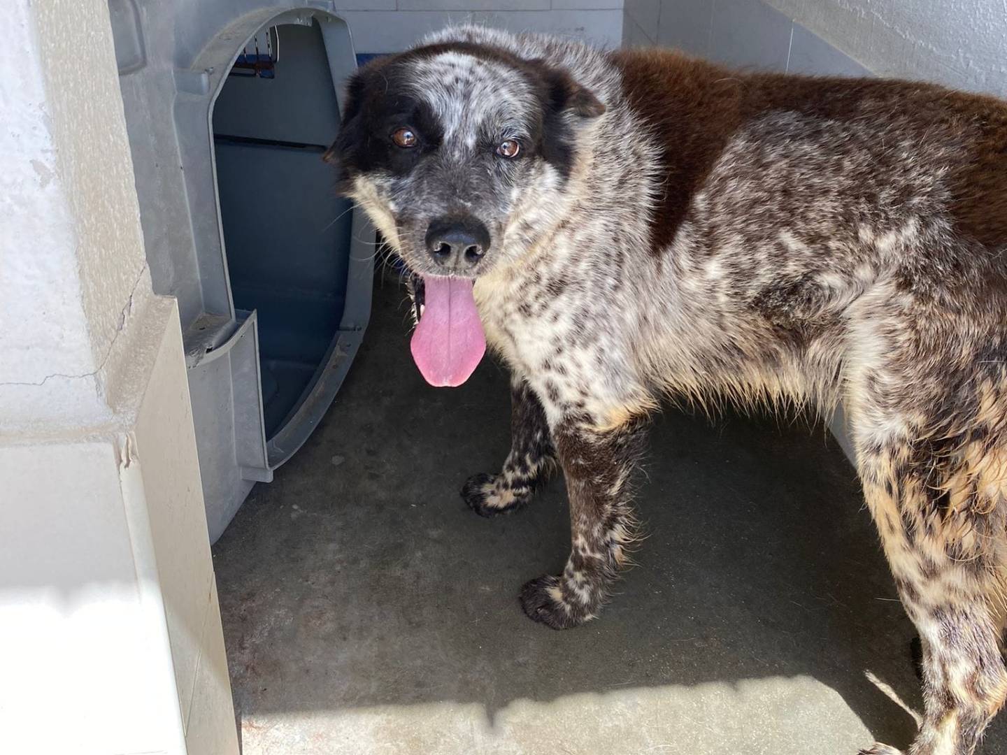 Adotta un cane, taglia media, maschio, Caserta
