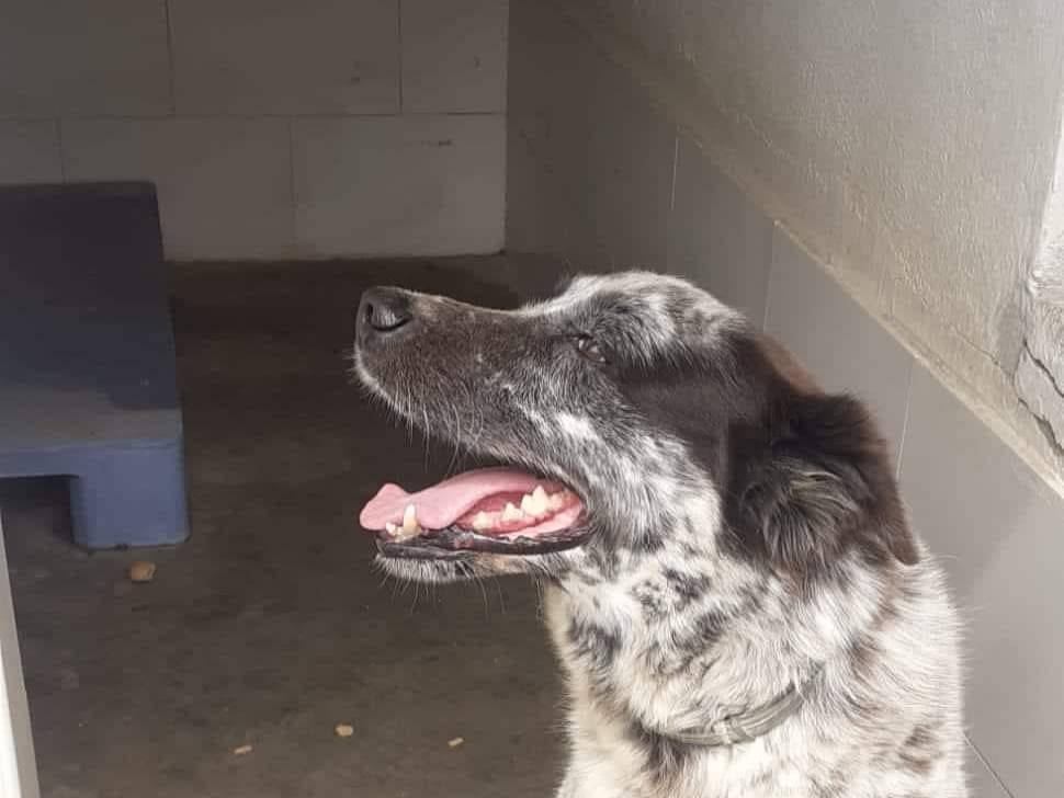 Vuoi adottare un cane a Caserta?