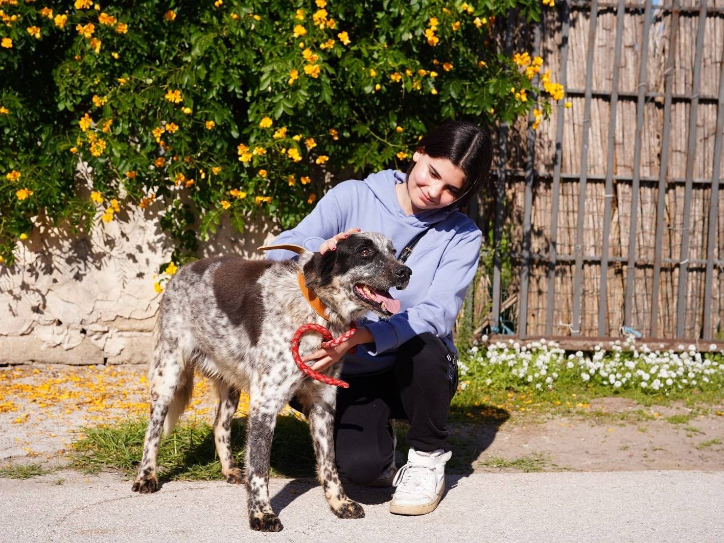 Adotta il cane ARGO a Caserta