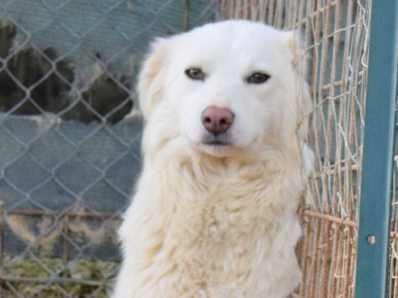 Adozione cane, femmina, Razza sconosciuta Razza sconosciuta, 2 anni , taglia media, Matera