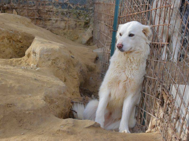 Adotta un cane, femmina, 2 anni , Matera