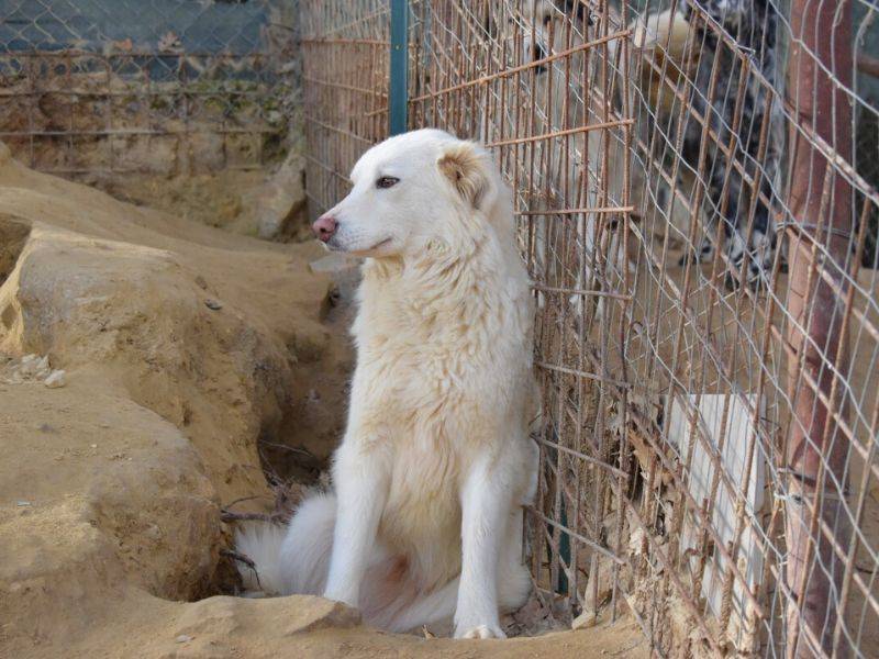 Adotta un cane, taglia media, femmina, Matera