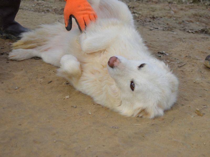 Vuoi adottare un cane a Matera?