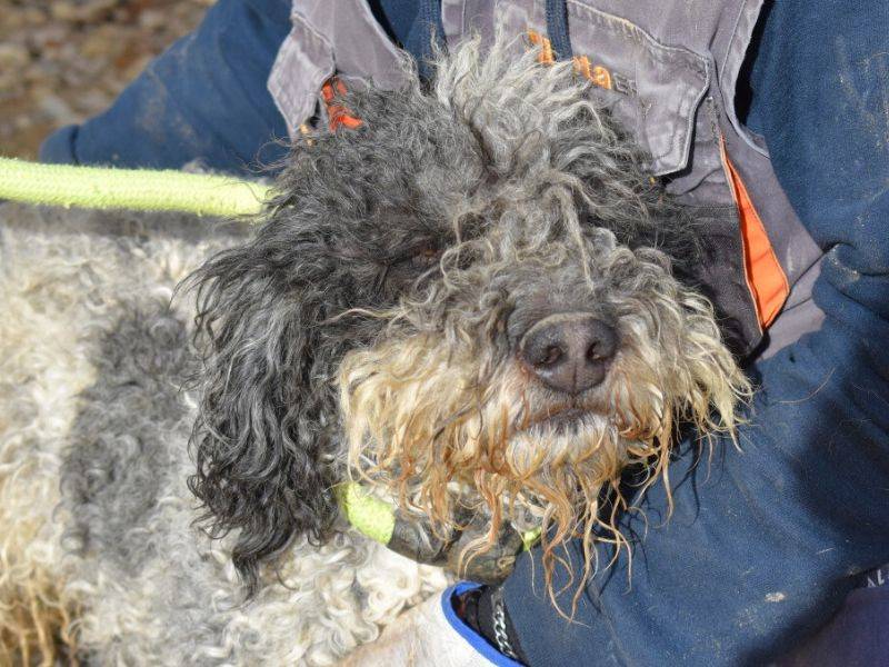 Adozione cane, maschio, Lagotto Razza sconosciuta, 3 anni  e 2 mesi , taglia media, Matera