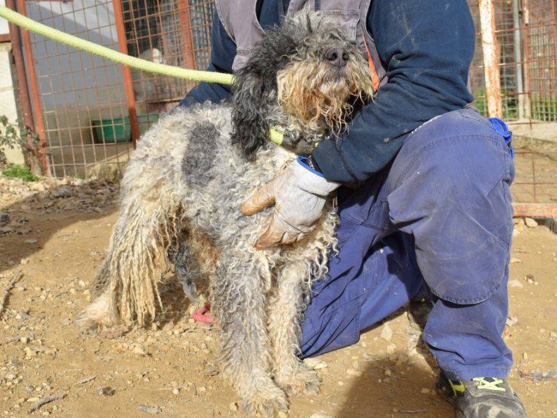 Adotta un cane, maschio, 3 anni  e 2 mesi , Matera