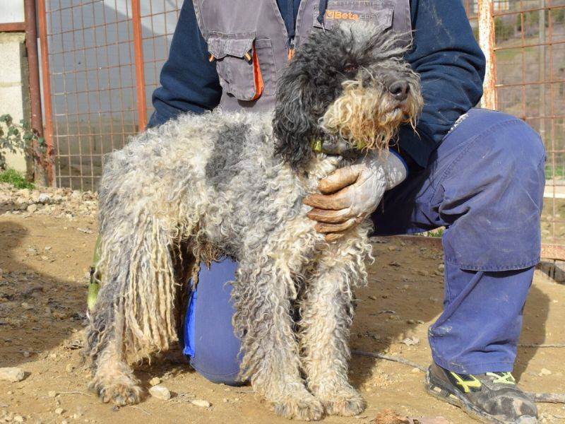 Adotta un cane, taglia media, maschio, Matera