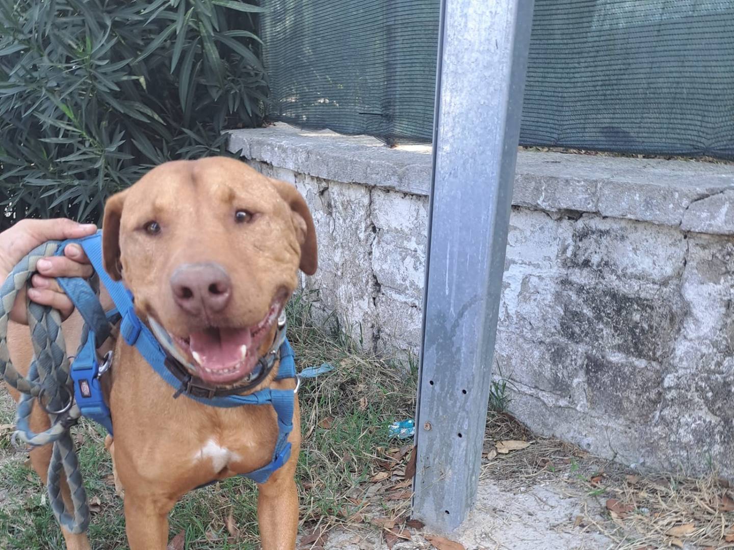 Adotta un cane, taglia media, maschio, Caserta