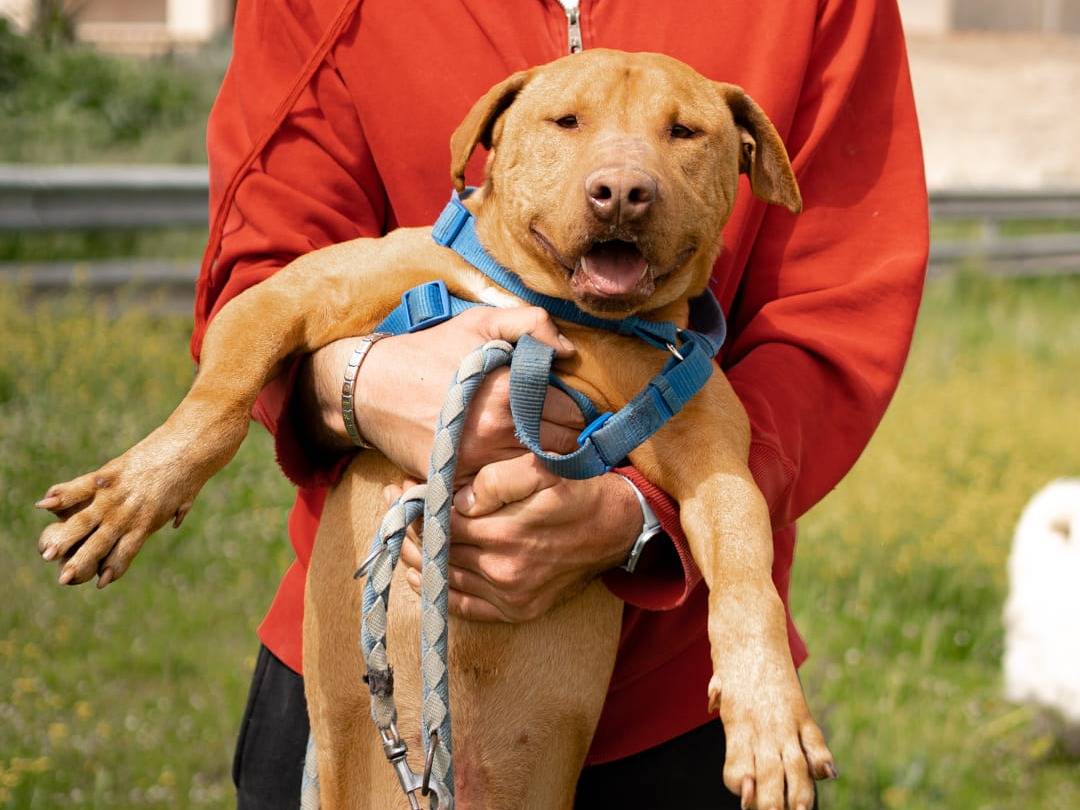 Vuoi adottare un cane a Caserta?
