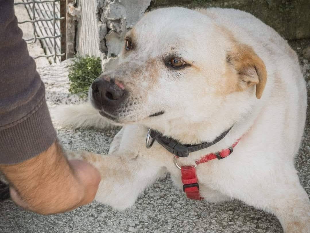 Foto dell'animale