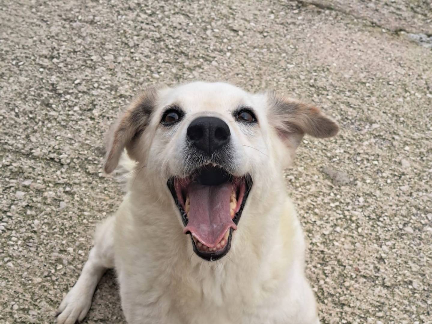 Adotta un cane, taglia media, femmina, Caserta