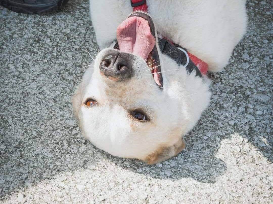 Vuoi adottare un cane a Caserta?