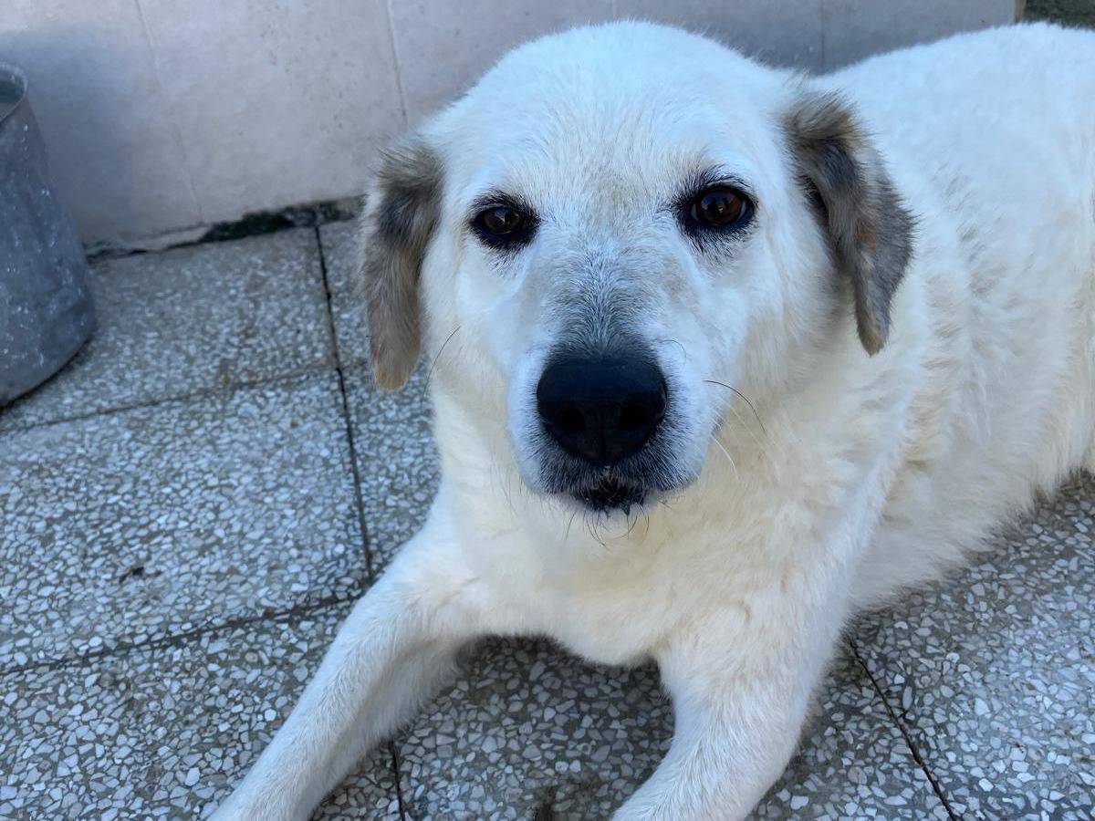 Adotta il cane NIX a Caserta