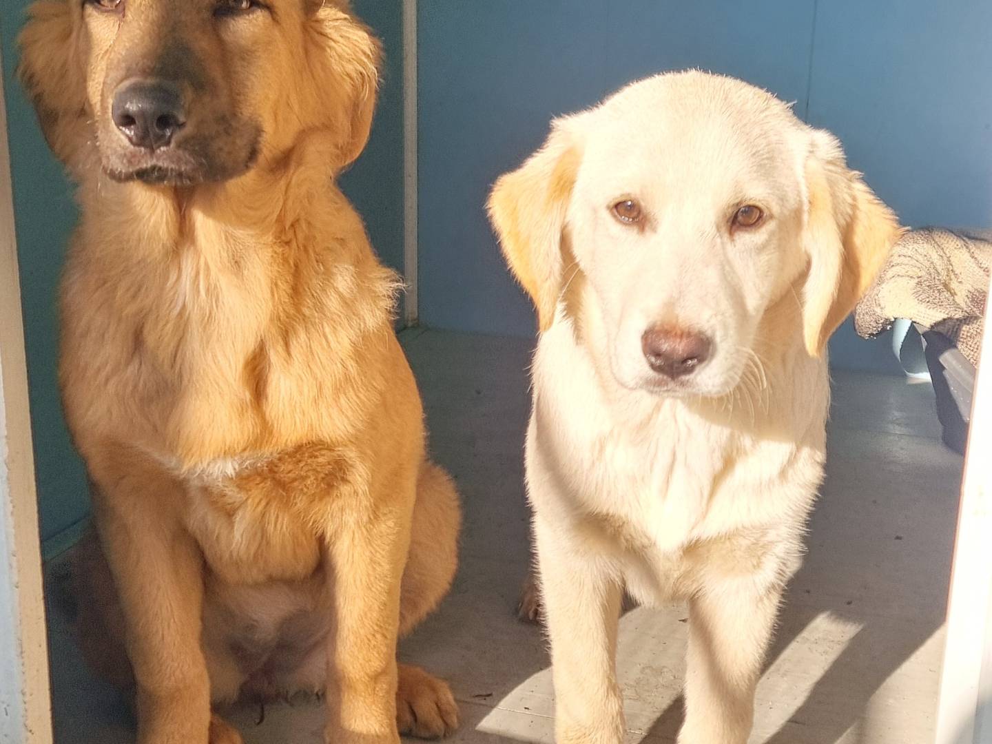 Adozione cane, femmina, Labrador Retriever Razza sconosciuta, 4 mesi, taglia media, Pavia