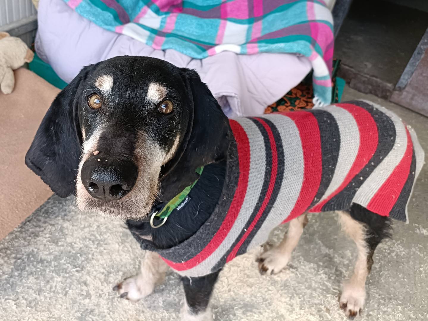 Adotta un cane, taglia media, maschio, Asti