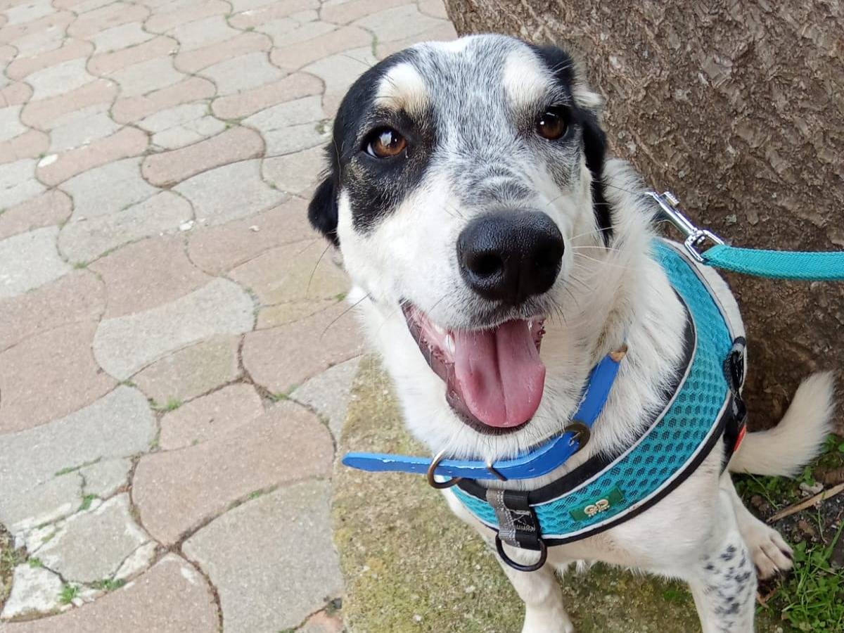 Adotta un cane, maschio, 1 anno e 4 mesi , Cosenza