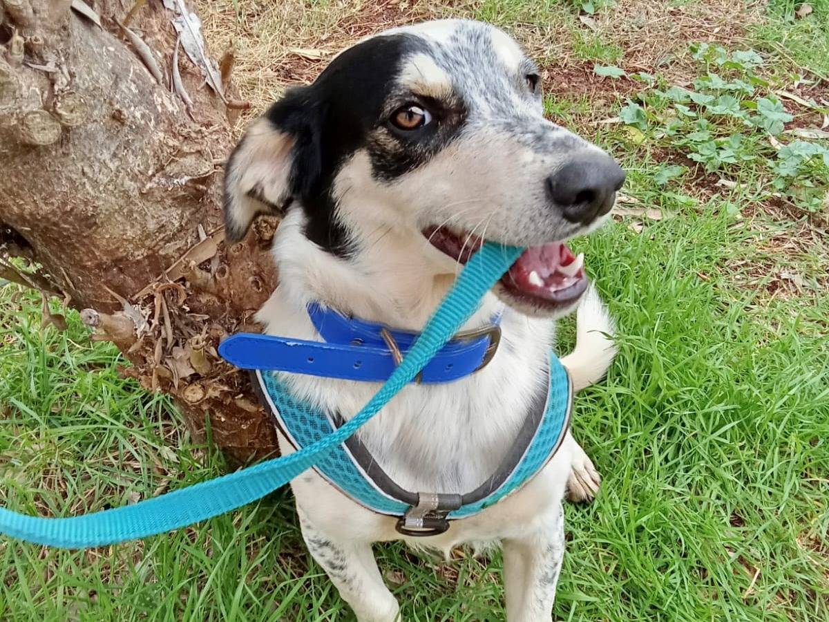 Adotta un cane, taglia media contenuta, maschio, Cosenza