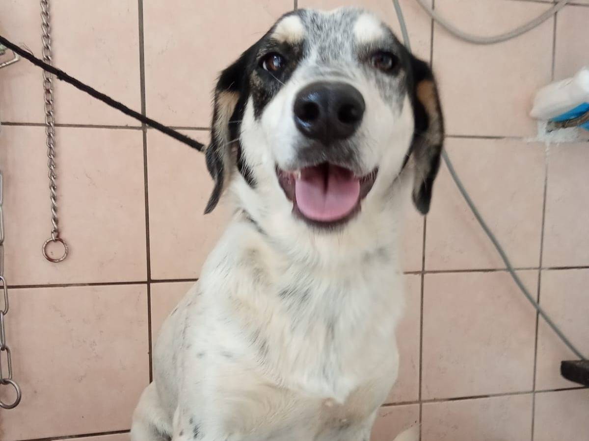 Vuoi adottare un cane a Cosenza?