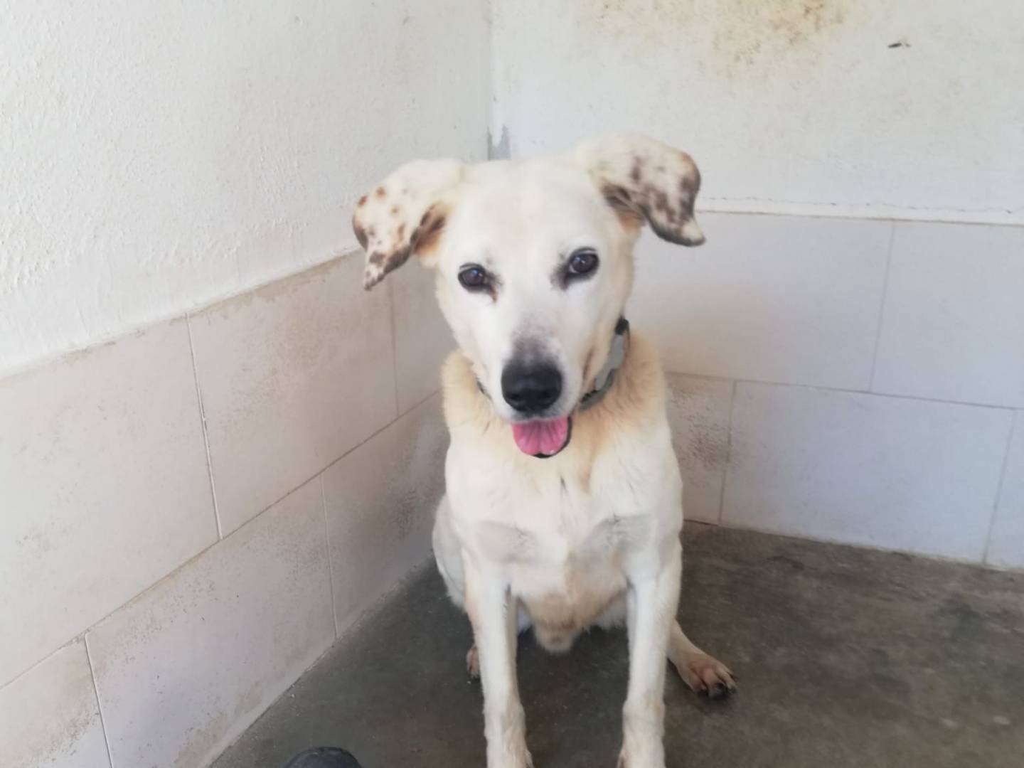 Adotta un cane, taglia media, maschio, Caserta