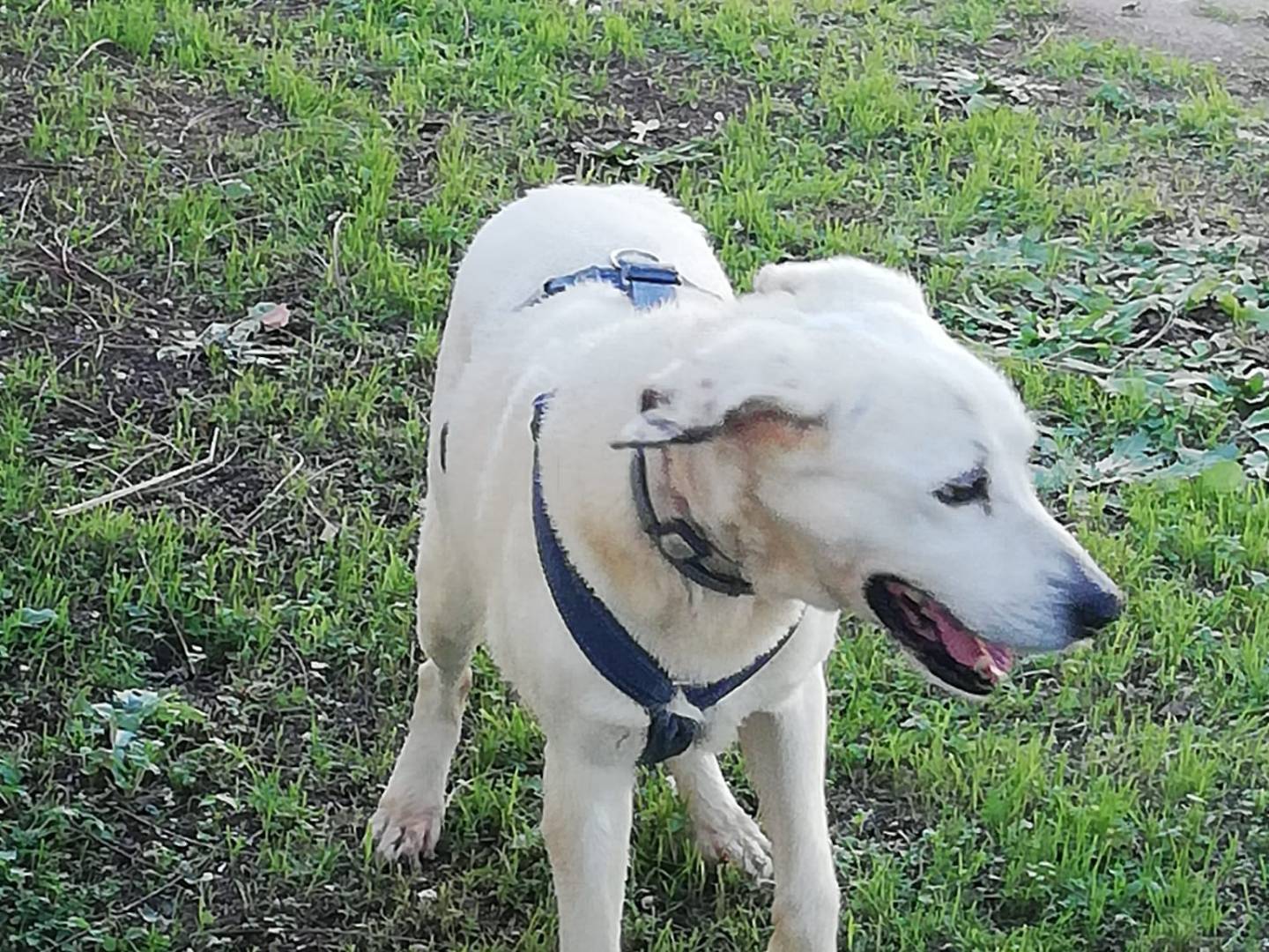 Vuoi adottare un cane a Caserta?