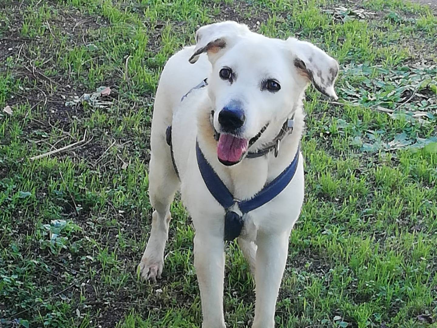 Adotta il cane PISOLO a Caserta