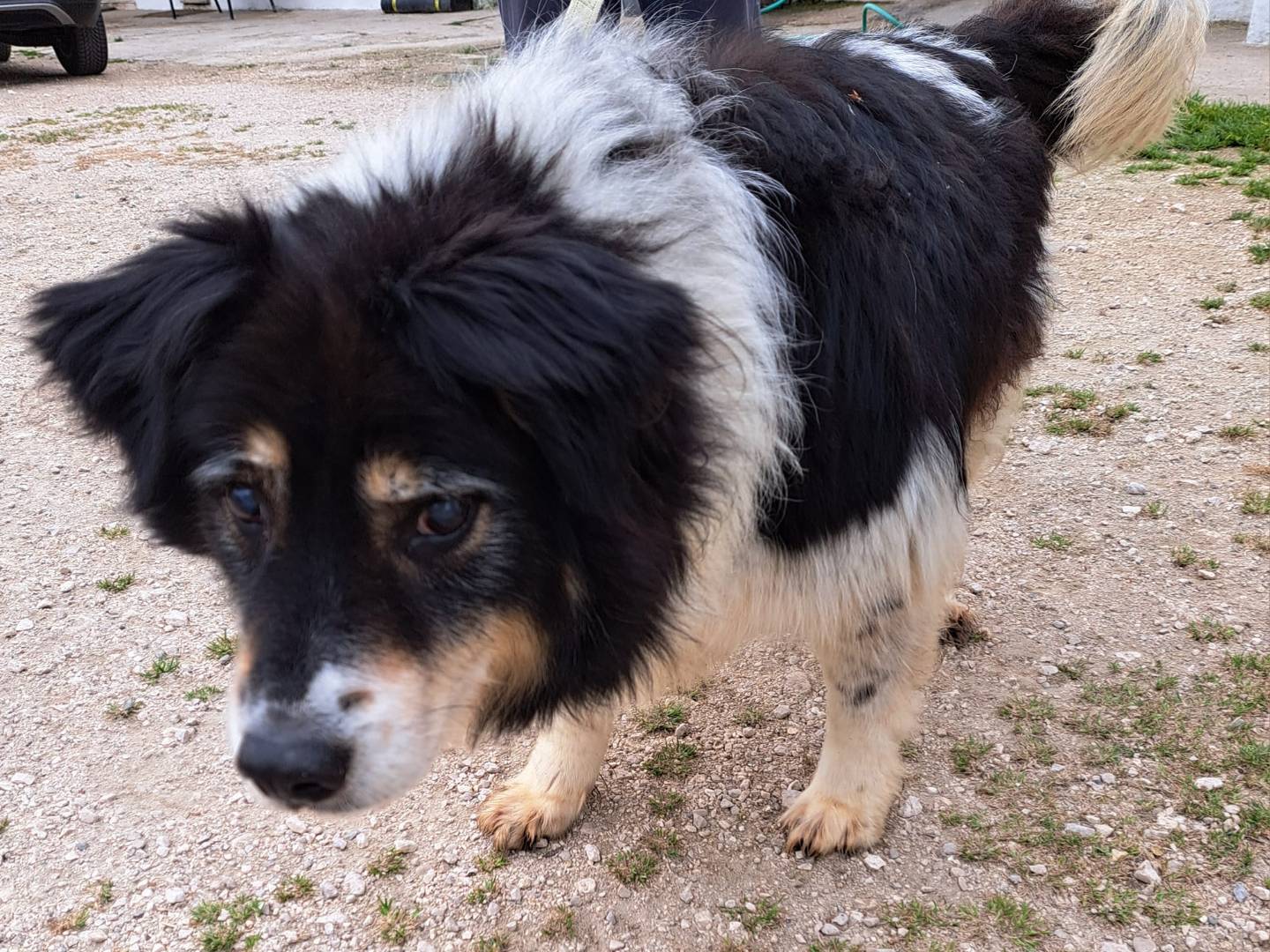 Adotta un cane, maschio, 11 anni  e 1 mese, Caserta