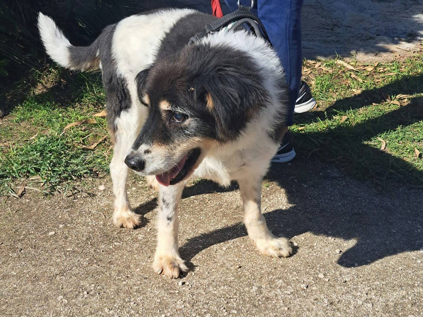 Vuoi adottare un cane a Caserta?