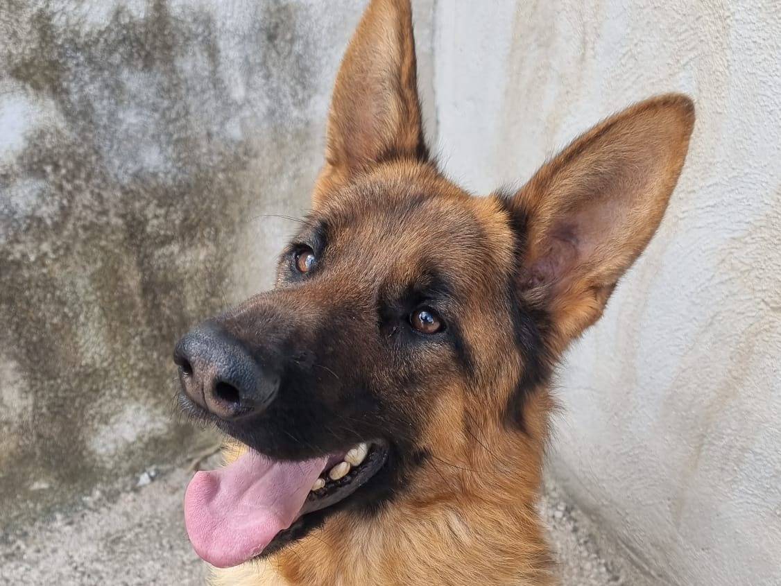 Adozione cane, maschio, Pastore tedesco Razza sconosciuta, 3 anni  e 6 mesi , taglia grande, Caserta
