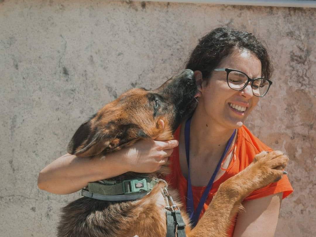 Adotta un cane, maschio, 3 anni  e 6 mesi , Caserta