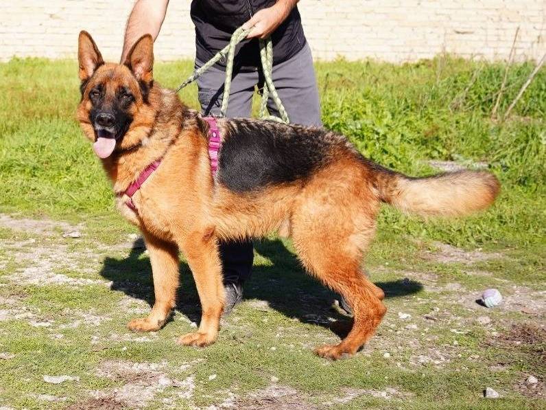 Adotta un cane, taglia grande, maschio, Caserta