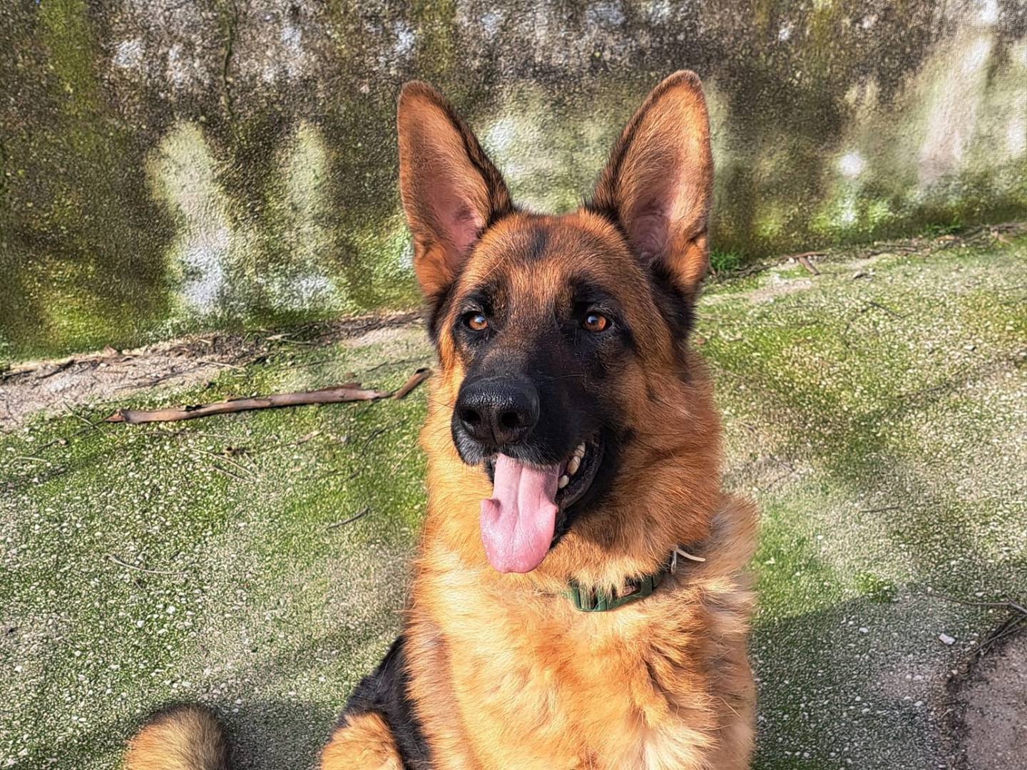 Vuoi adottare un cane a Caserta?