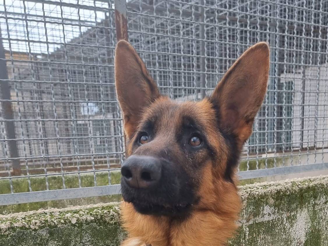 Adotta il cane TYSON PASTORE TEDESCO  a Caserta