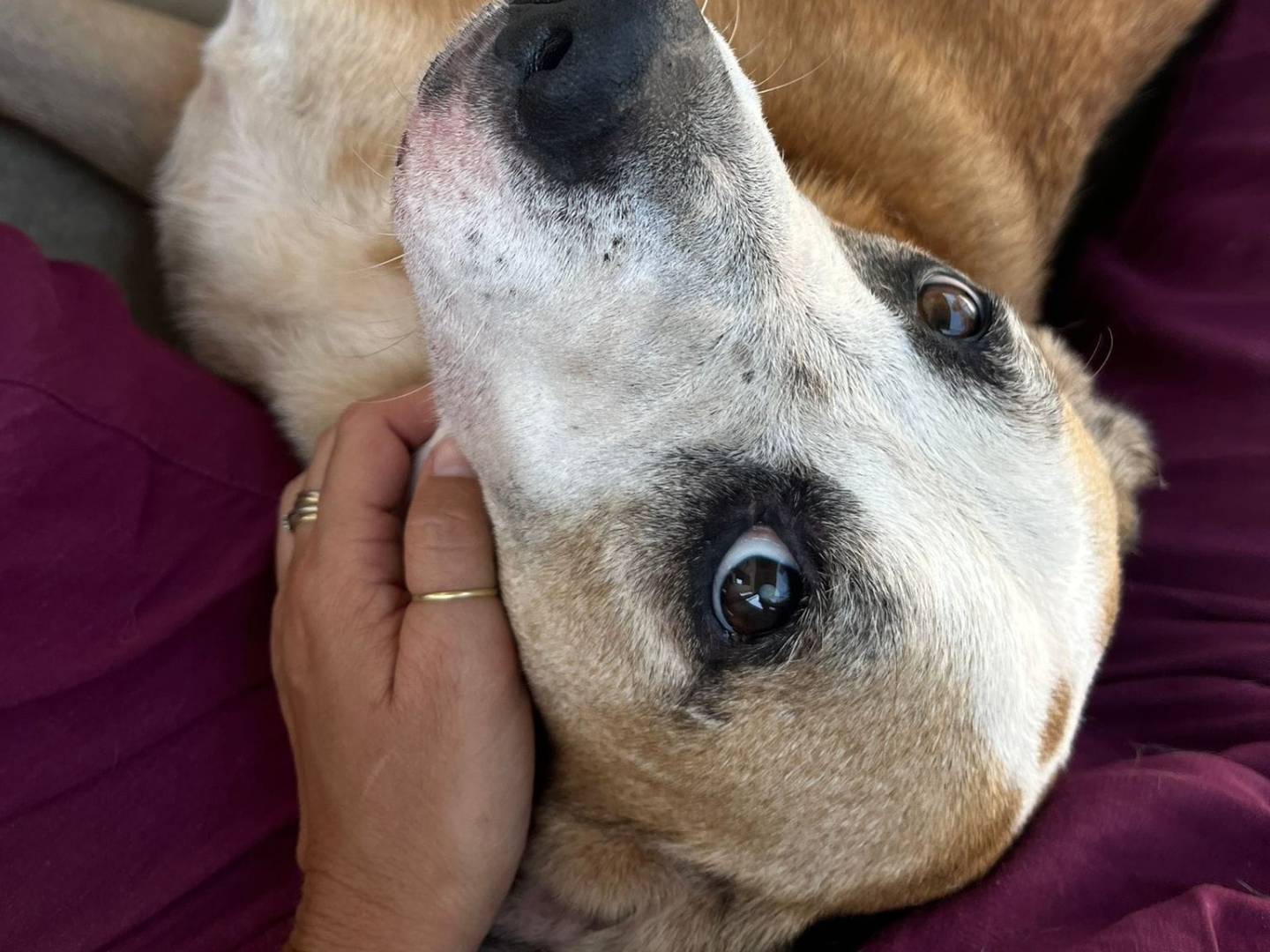 Adotta un cane, femmina, 5 anni  e 4 mesi , Caserta