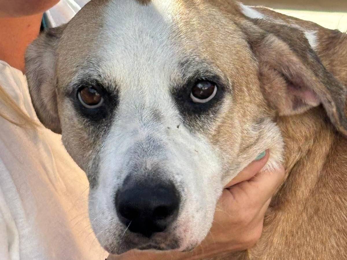 Adotta un cane, taglia grande, femmina, Caserta
