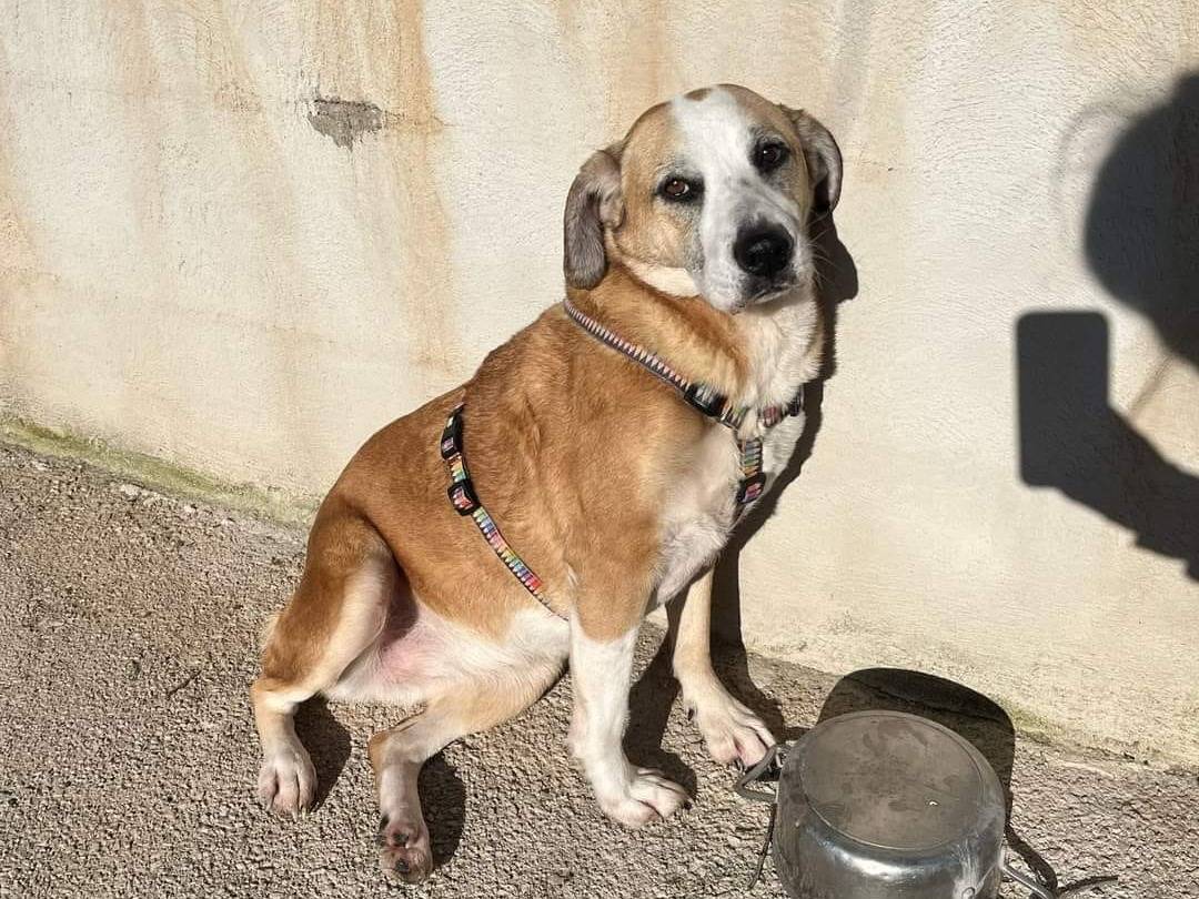 Adotta il cane Lulù a Caserta