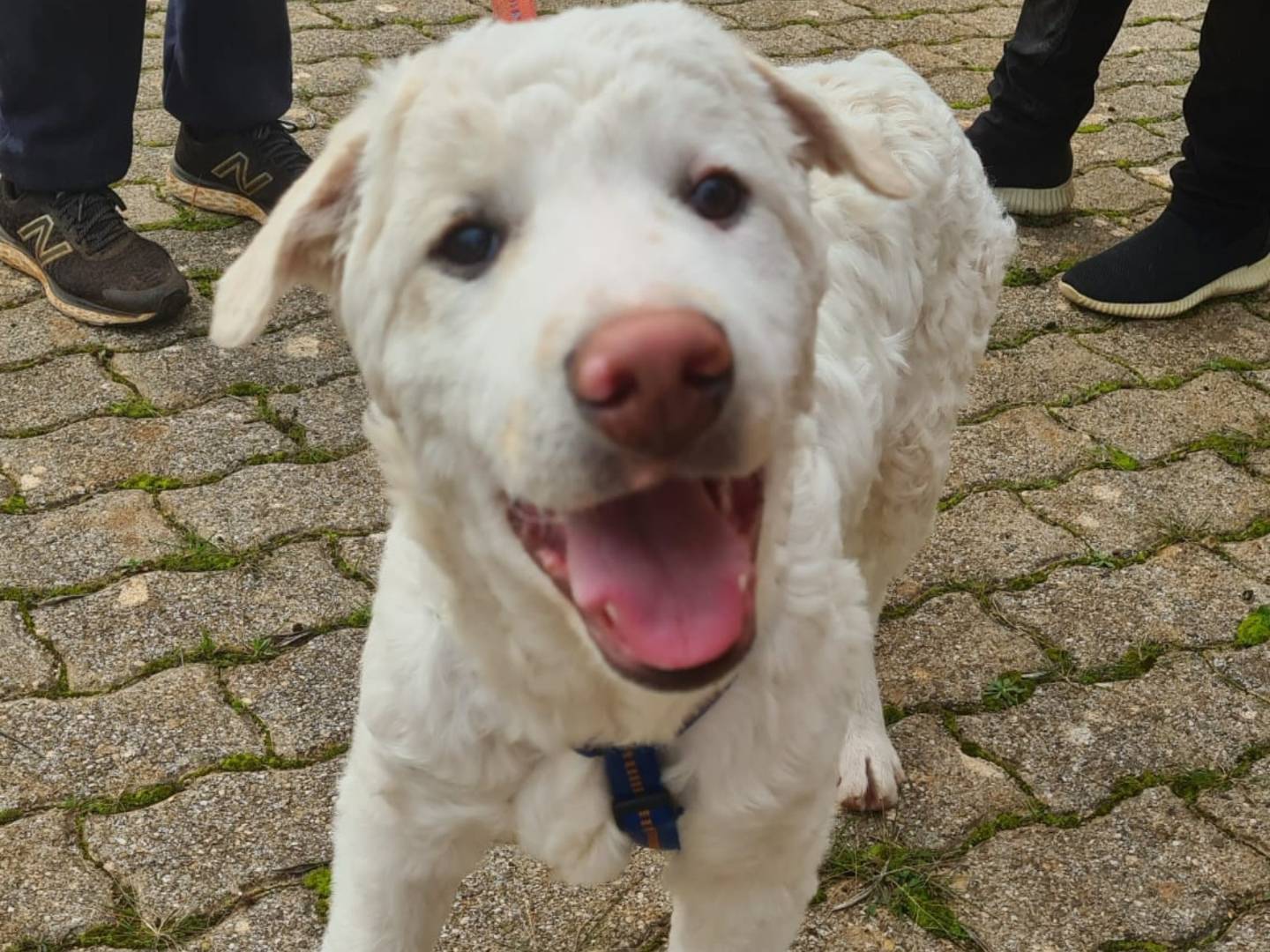 Adozione cane, maschio, Razza sconosciuta Razza sconosciuta, 1 anno e 5 mesi, taglia grande, Bari