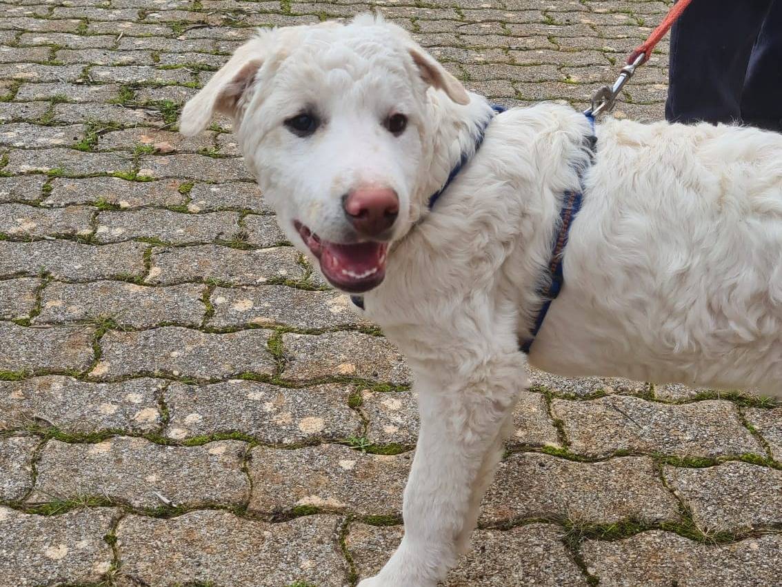 Adotta un cane, maschio, 1 anno e 5 mesi, Bari