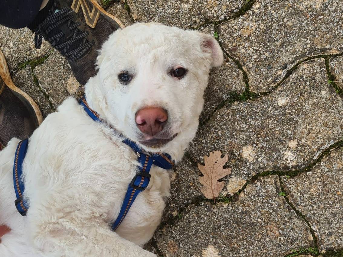 Vuoi adottare un cane a Bari?