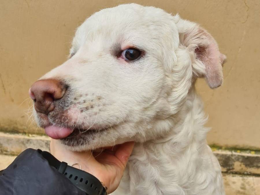 Adotta il cane Dobby a Bari