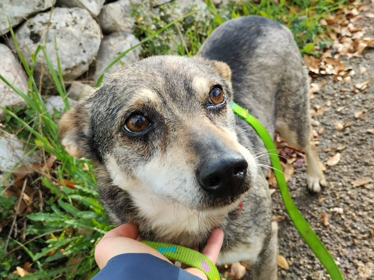 Adotta un cane, femmina, 2 anni  e 6 mesi , Bari