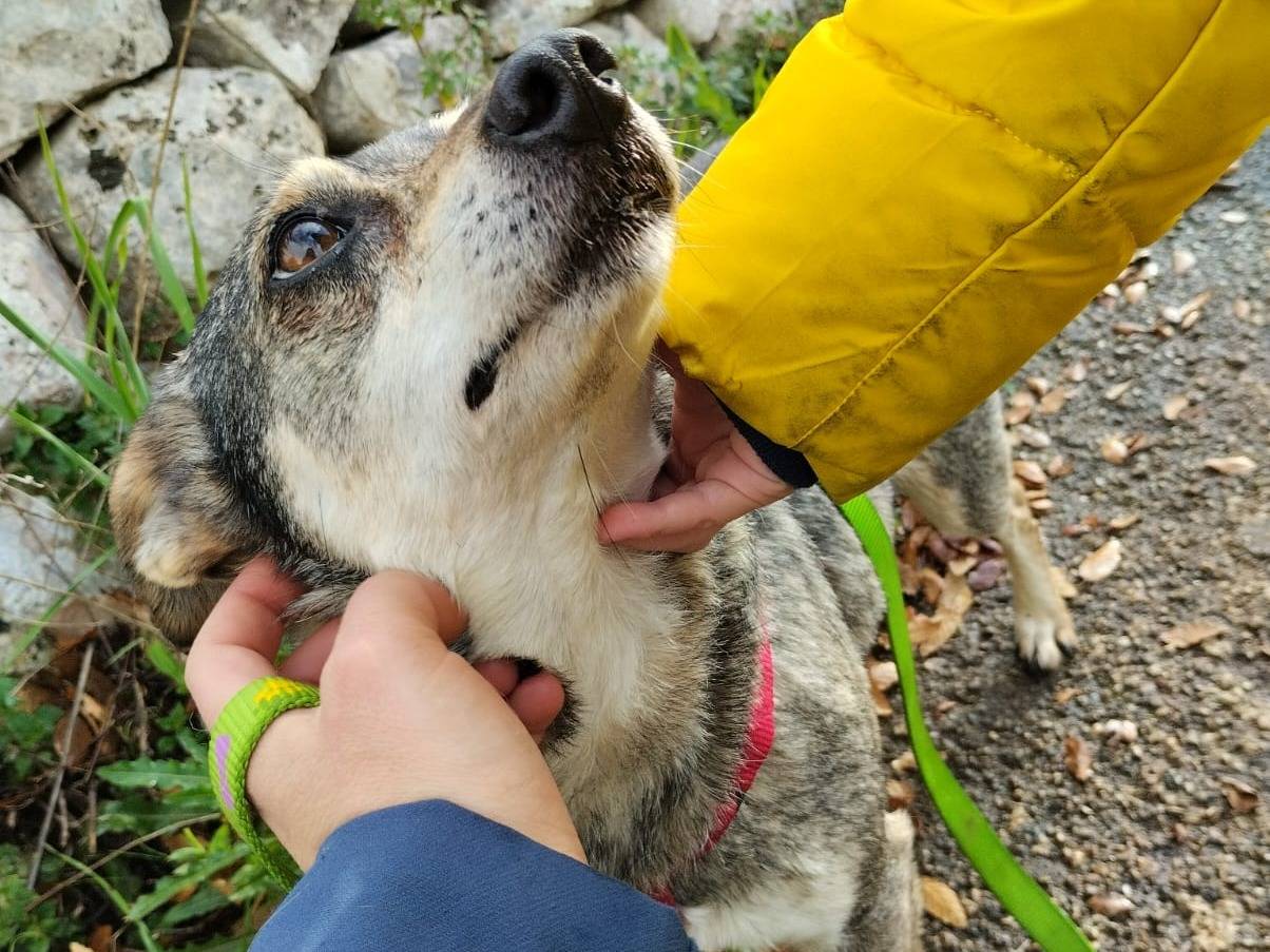 Vuoi adottare un cane a Bari?