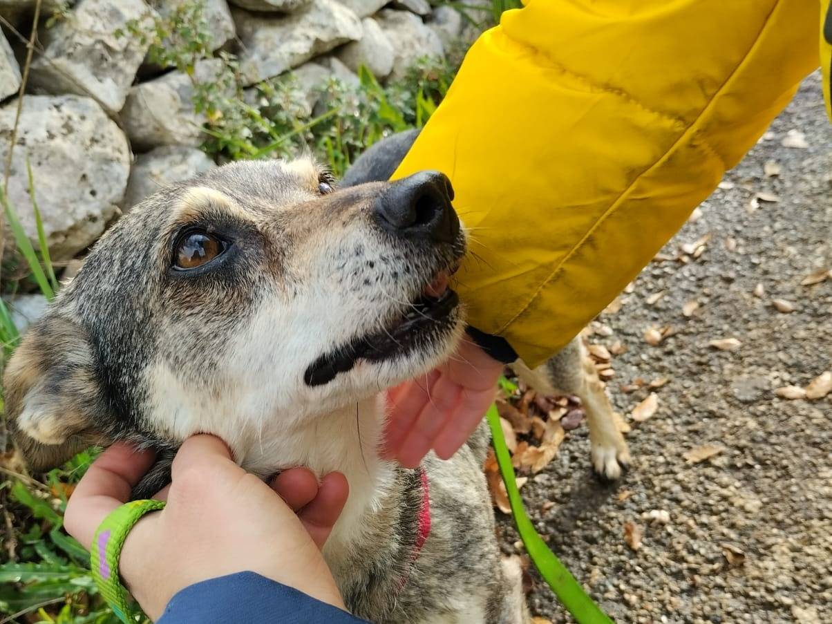 Adotta il cane Lolita a Bari
