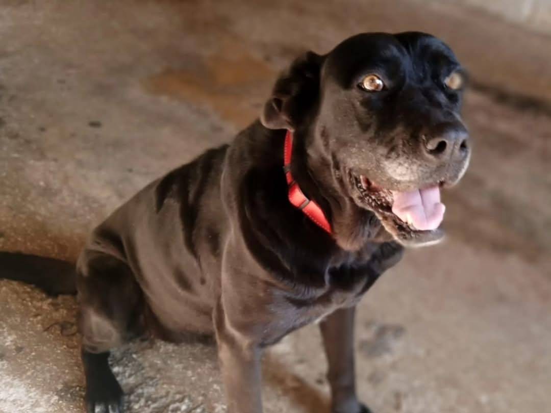 Adotta un cane, femmina, 5 anni  e 1 mese, Torino