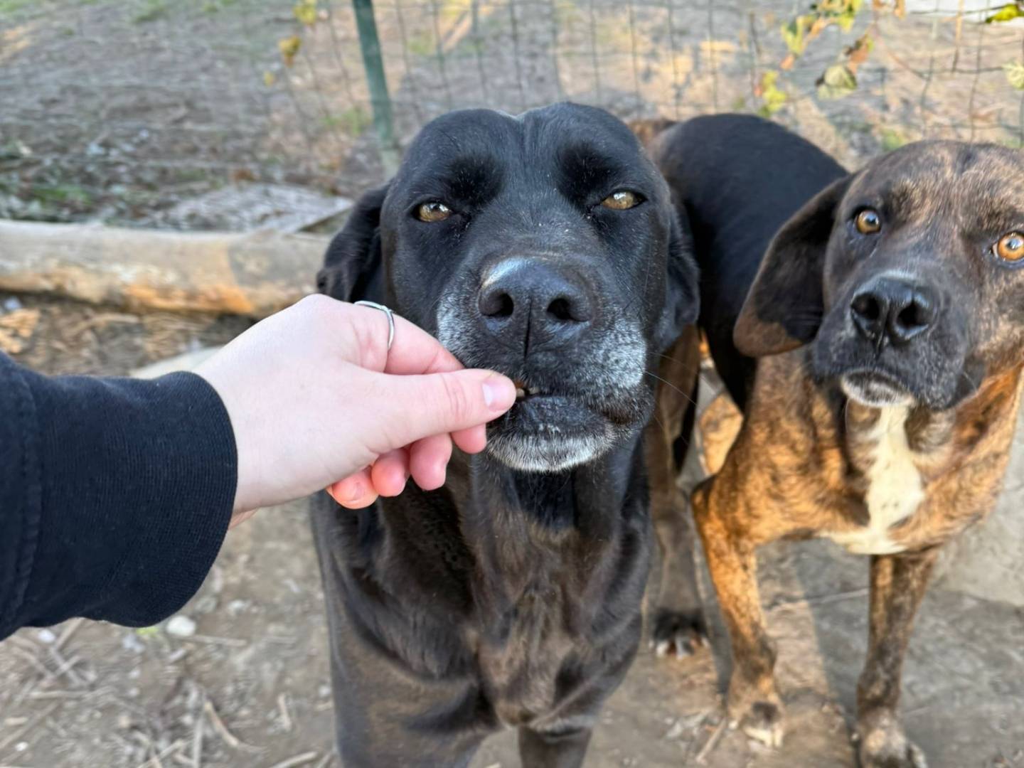 Adotta un cane, taglia media, femmina, Torino