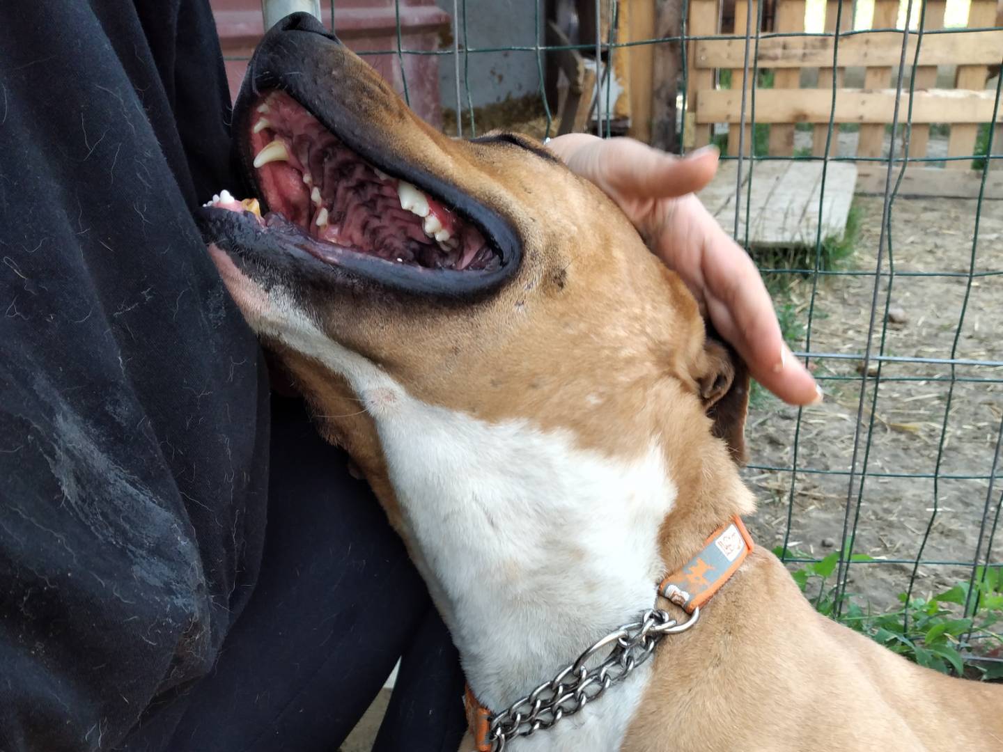Adotta un cane, femmina, 8 anni  e 2 mesi , Bologna
