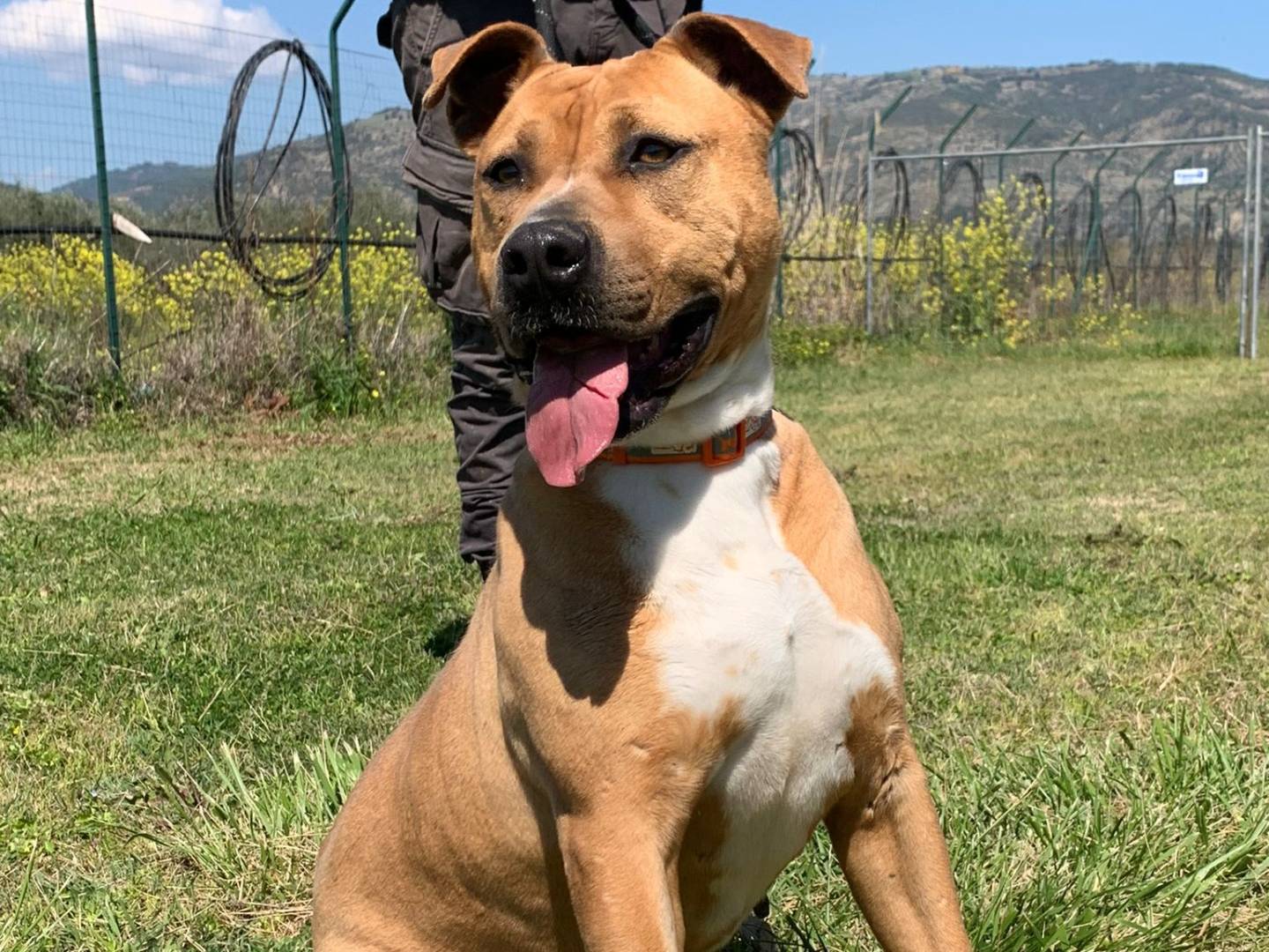 Adotta un cane, taglia grande, femmina, Bologna