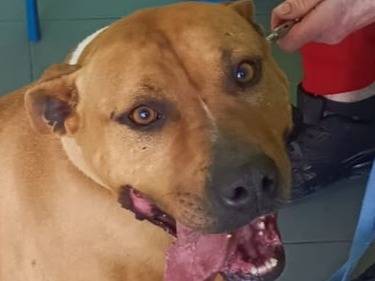 Vuoi adottare un cane a Bologna?